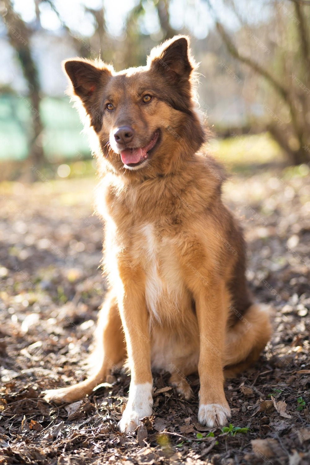 Garafian Shepherd Dog in a natural landscape