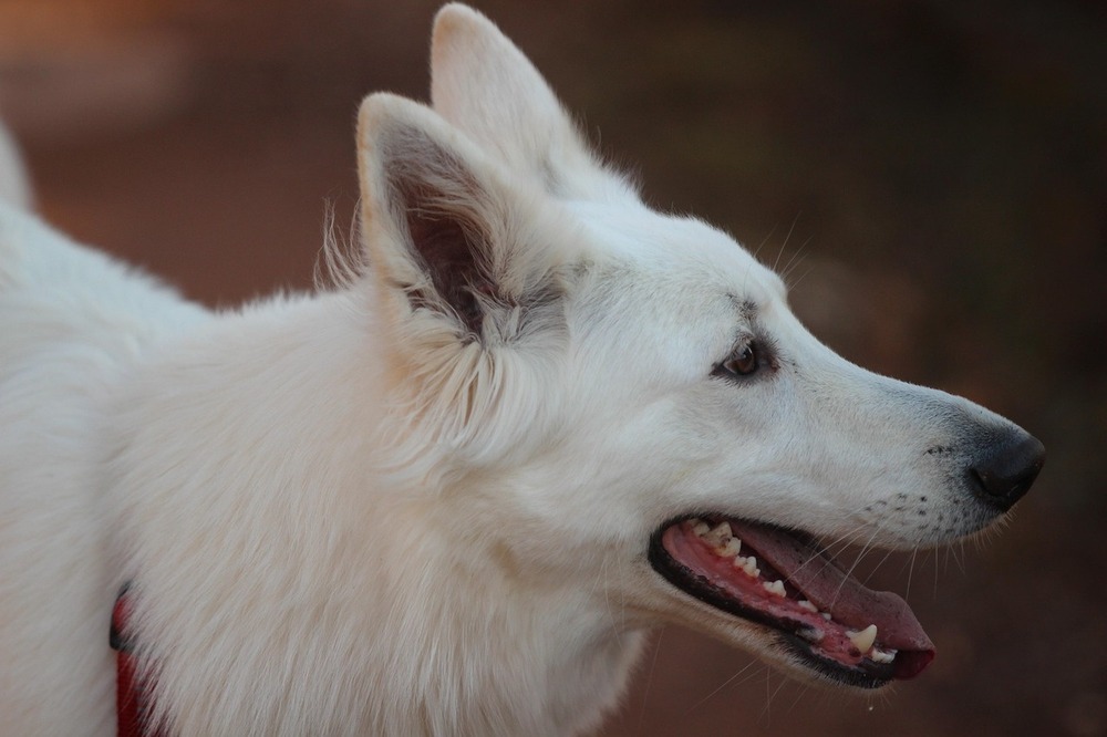 White shepherd dog with fluffy white coat