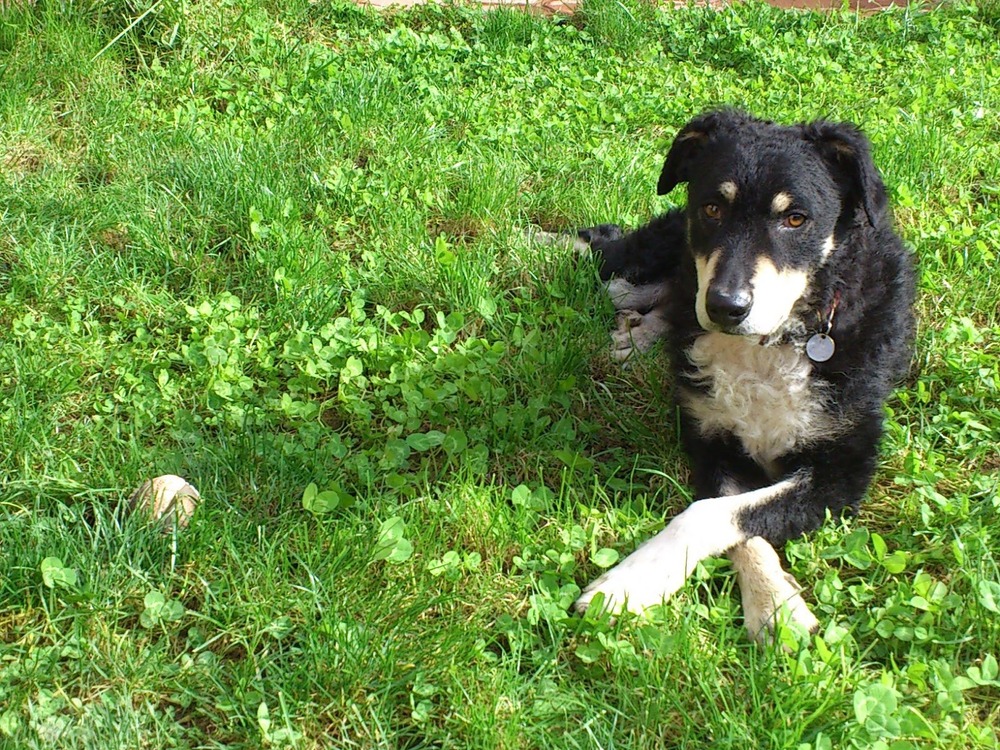 Can de Chira standing outdoors