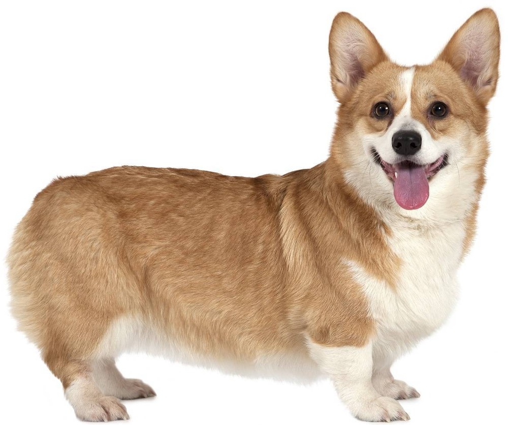 Pembroke Welsh Corgi standing alert