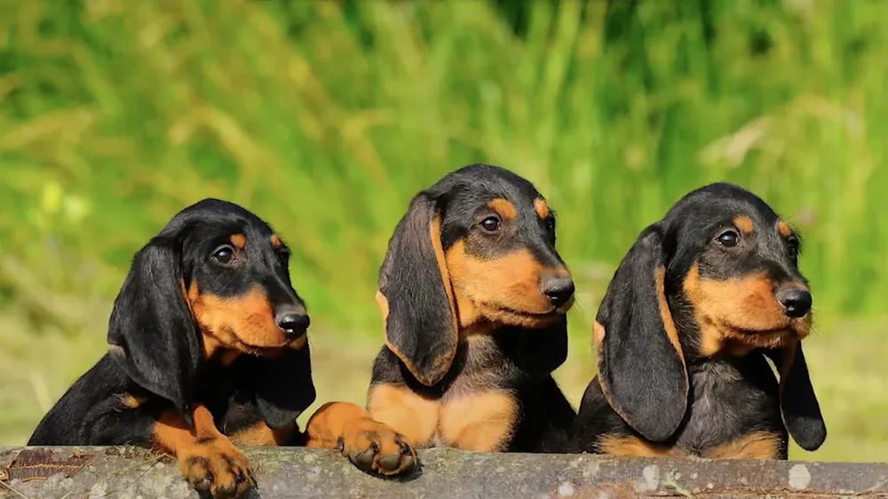 Segugio Italiano standing on a path