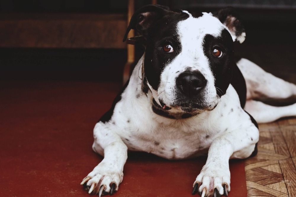 Bull Arab sitting alert in a yard