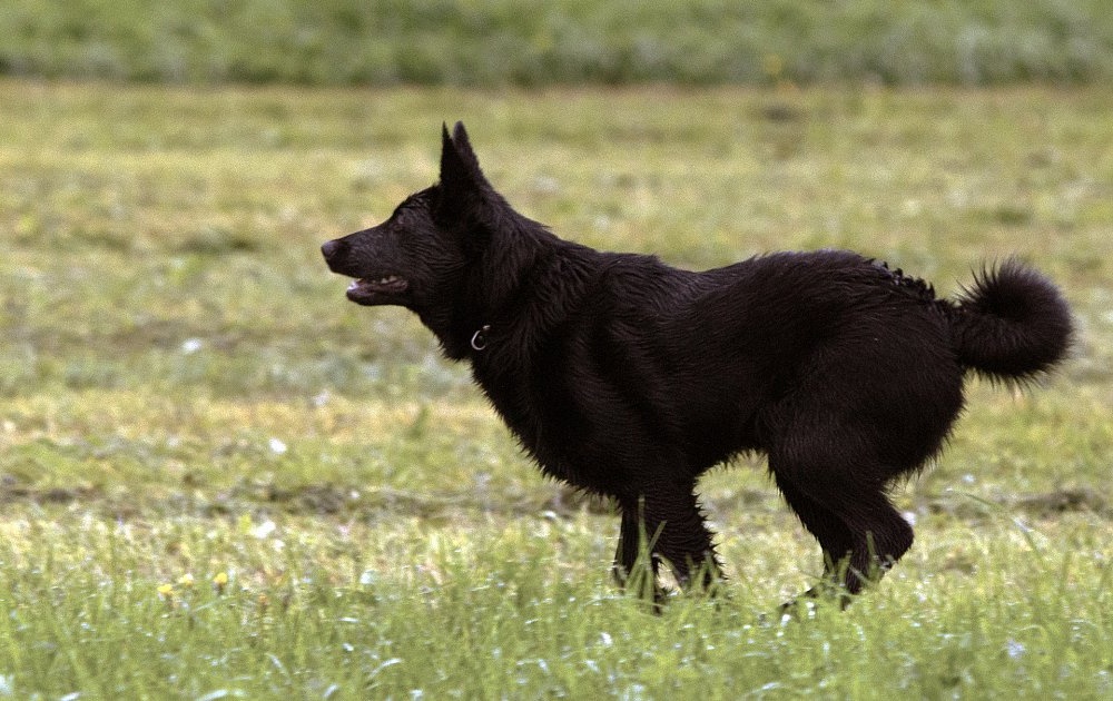 Black Norwegian Elkhound resting after activity
