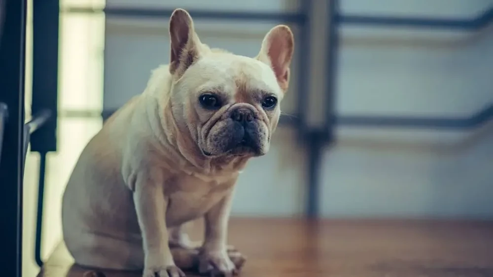 Dog receiving gentle care during treatment