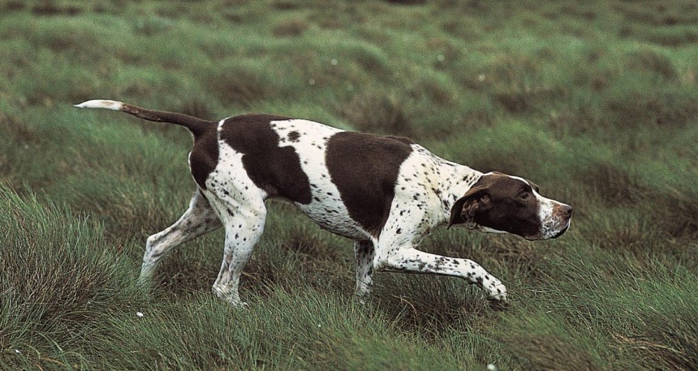 Short-coated pointing dog being brushed