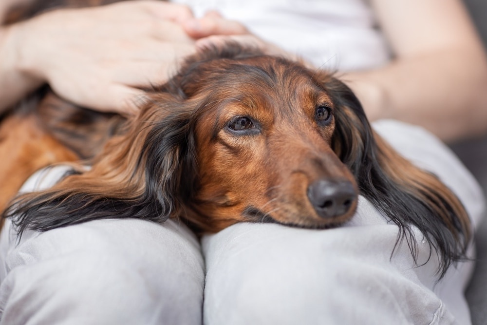 Dog being examined at a veterinary clinic