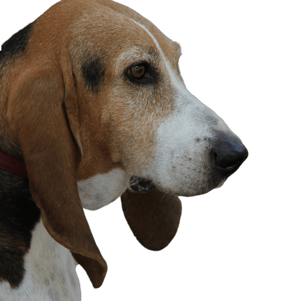 Basset Art&eacute;sien Normand portrait illustration