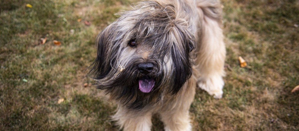 Catalan Sheepdog standing outdoors