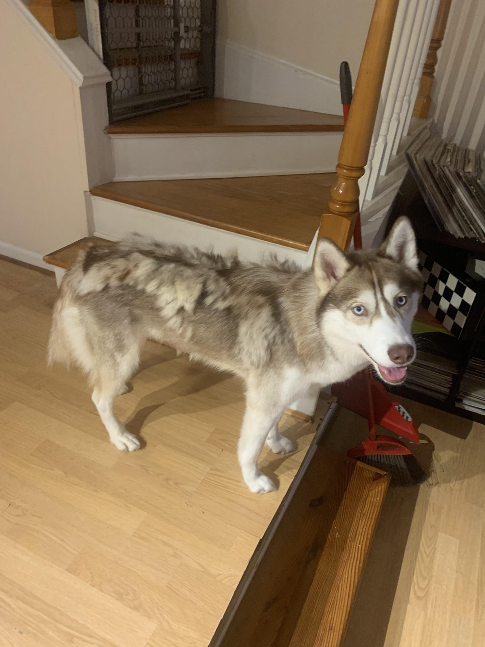 Husky type dog with thick coat and alert ears