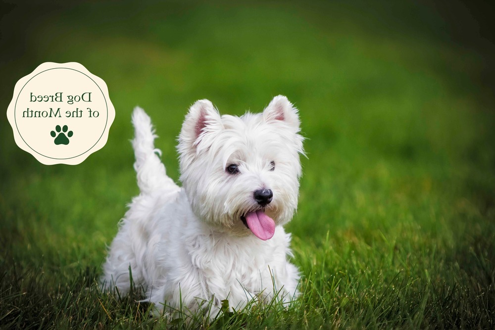 West Highland White Terrier standing outdoors