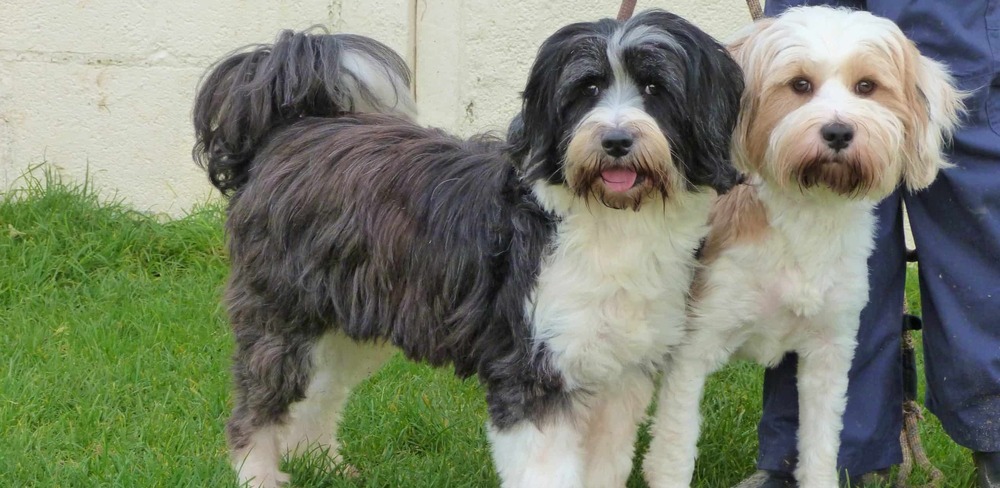 Tibetan Terrier walking on a lead