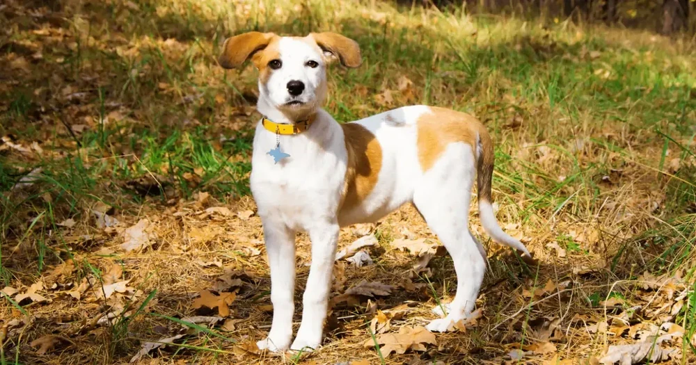 Istrian Shorthaired Hound resting with head up