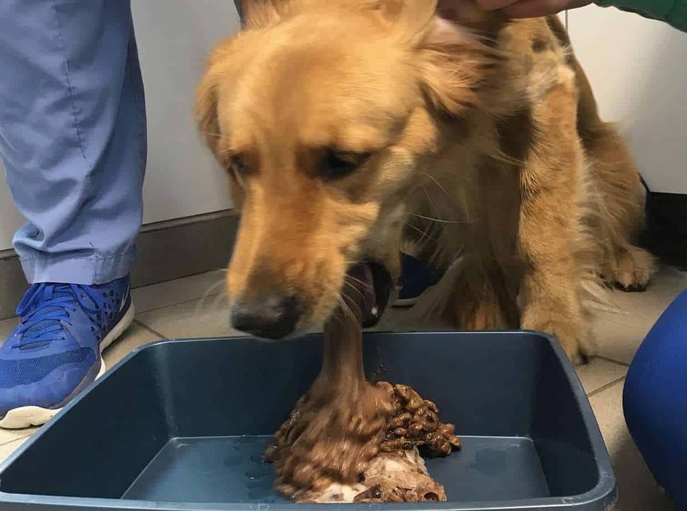 Dog resting on the floor after vomiting