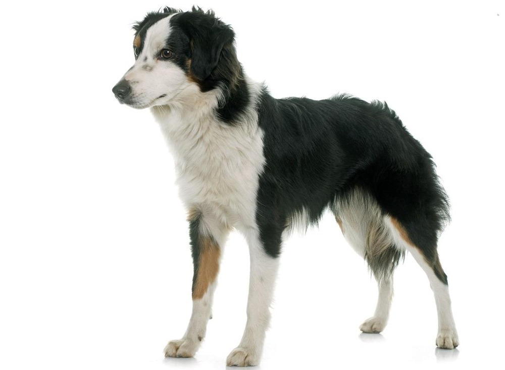 Miniature American Shepherd standing outdoors