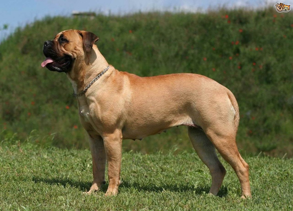 Bullmastiff standing beside a fence in a garden
