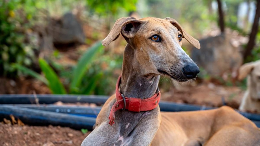 Close view of short smooth coat