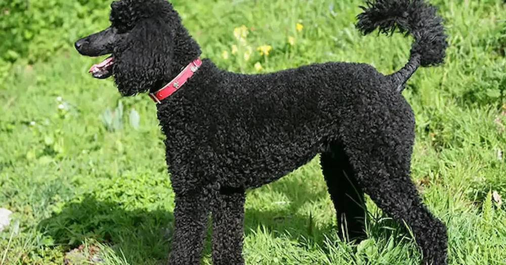 Standard Poodle standing outdoors with curly coat