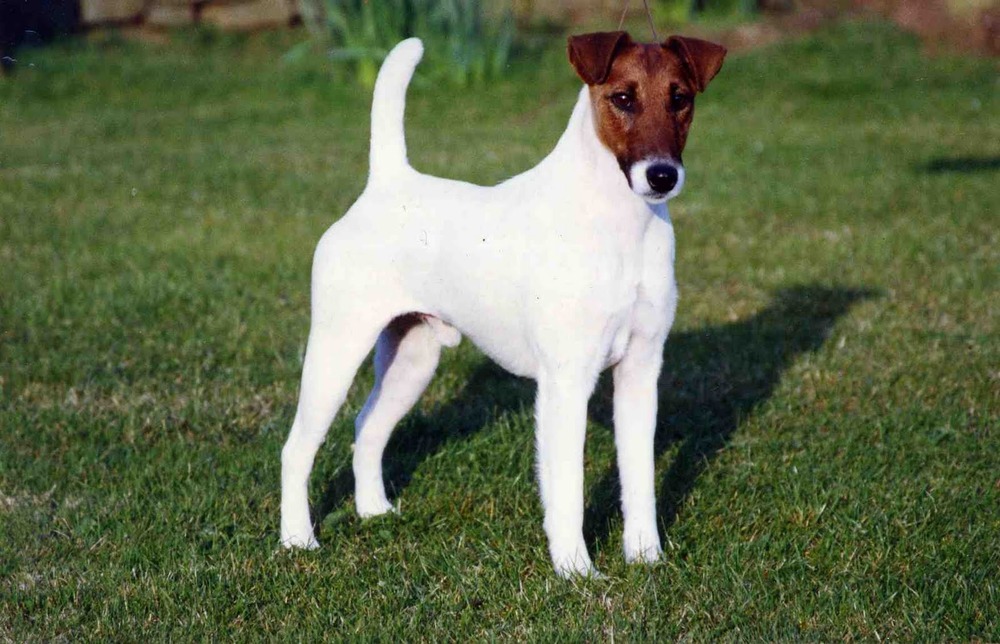 Close view of a Smooth Fox Terrier head and smooth coat