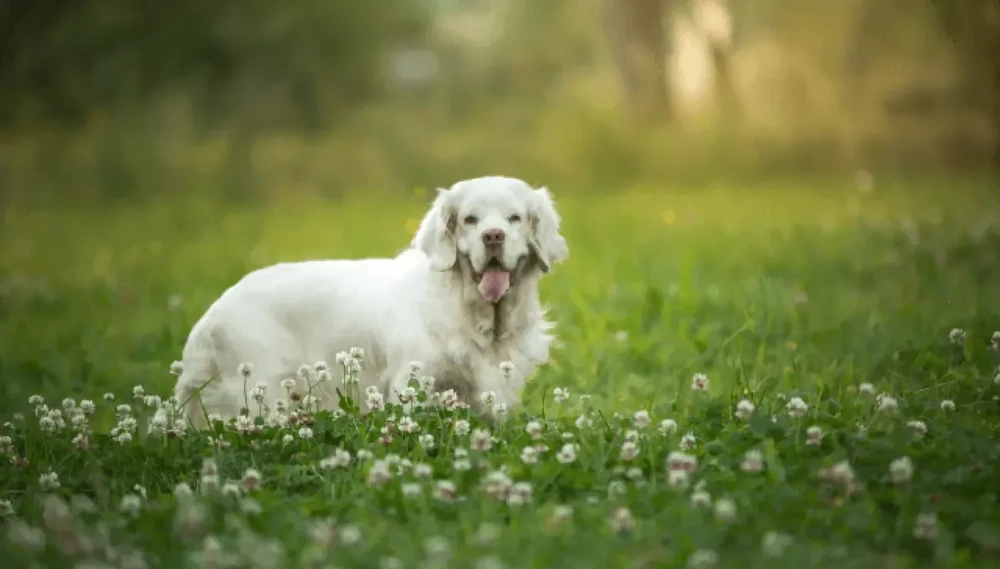 Clumber Spaniel resting calmly