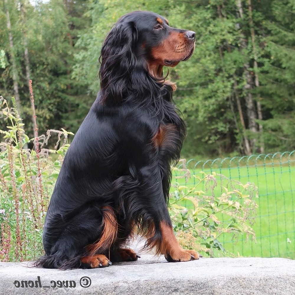 Gordon Setter close up of head and coat