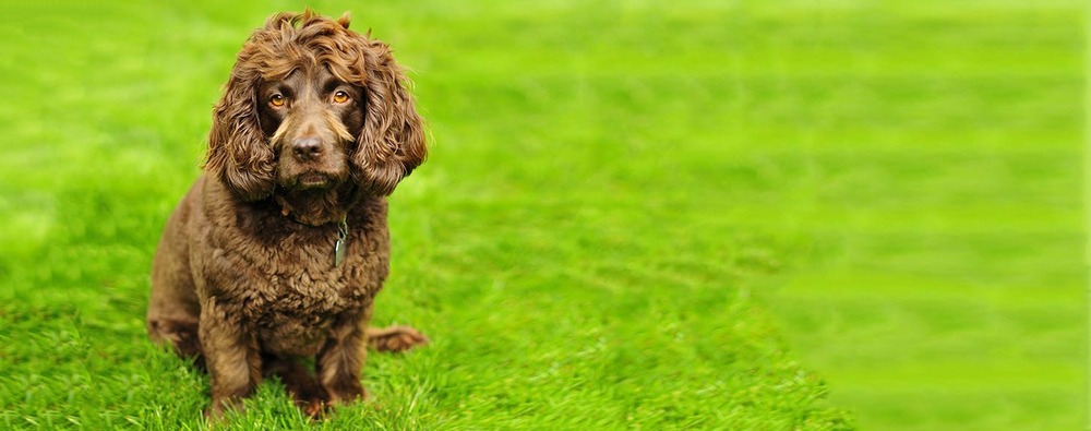 Boykin Spaniel resting indoors
