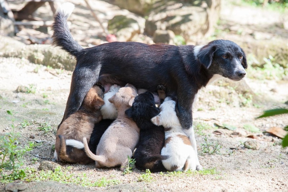 Dog resting comfortably after care