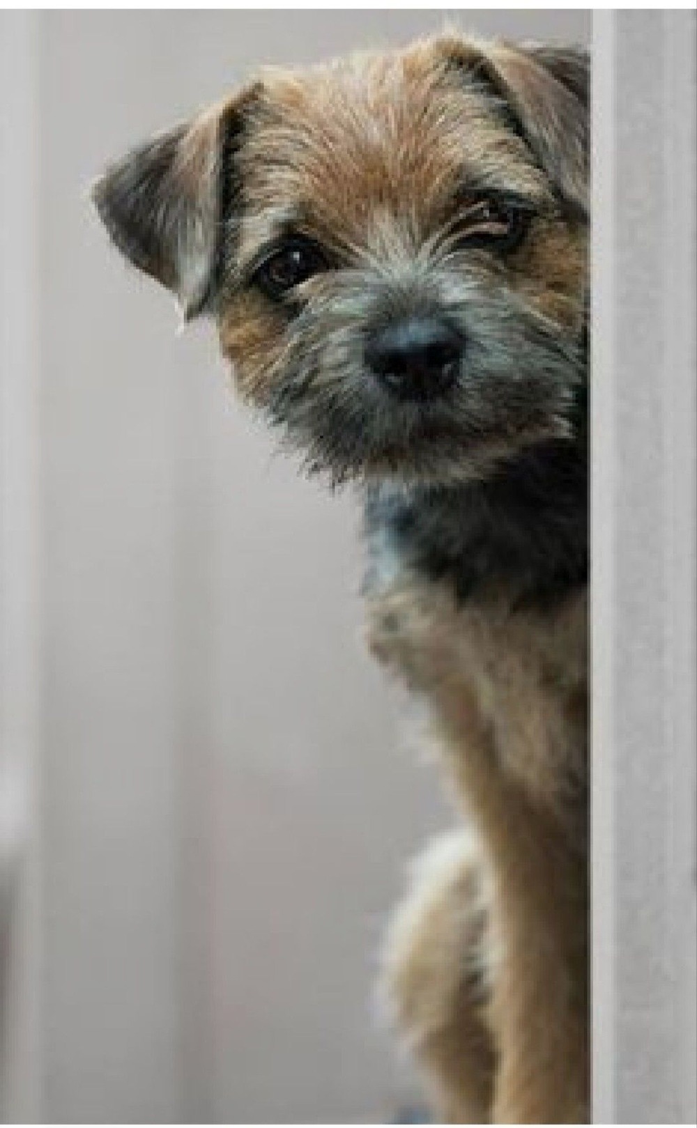 Border Terrier standing outdoors