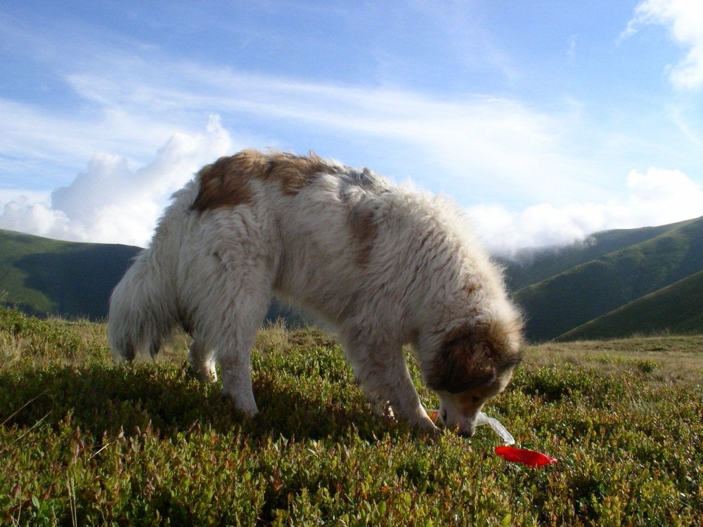Close view of a Carpathian Shepherd Dog coat and head