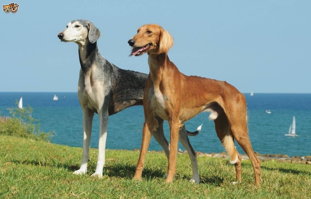 Saluki looking to the side with a relaxed posture