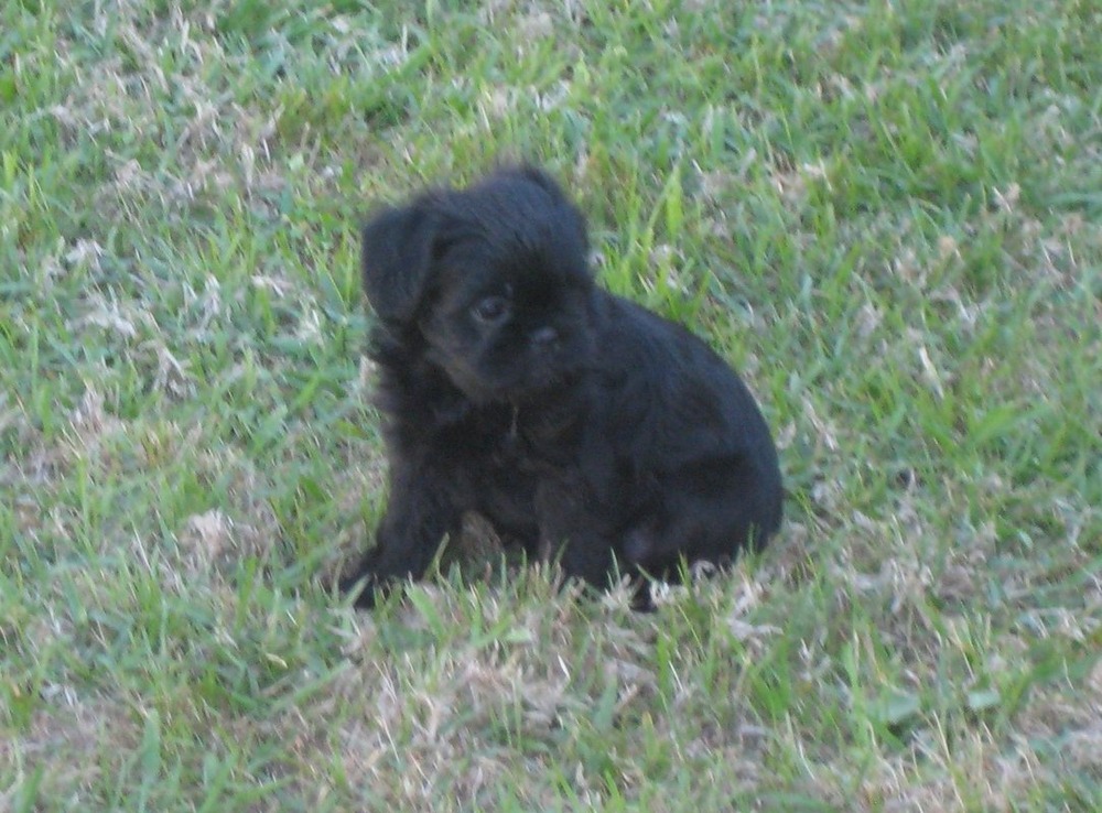 Brussels Griffon sitting outdoors