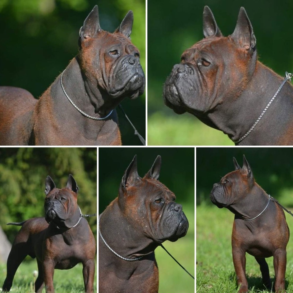 Chongqing Dog walking on lead