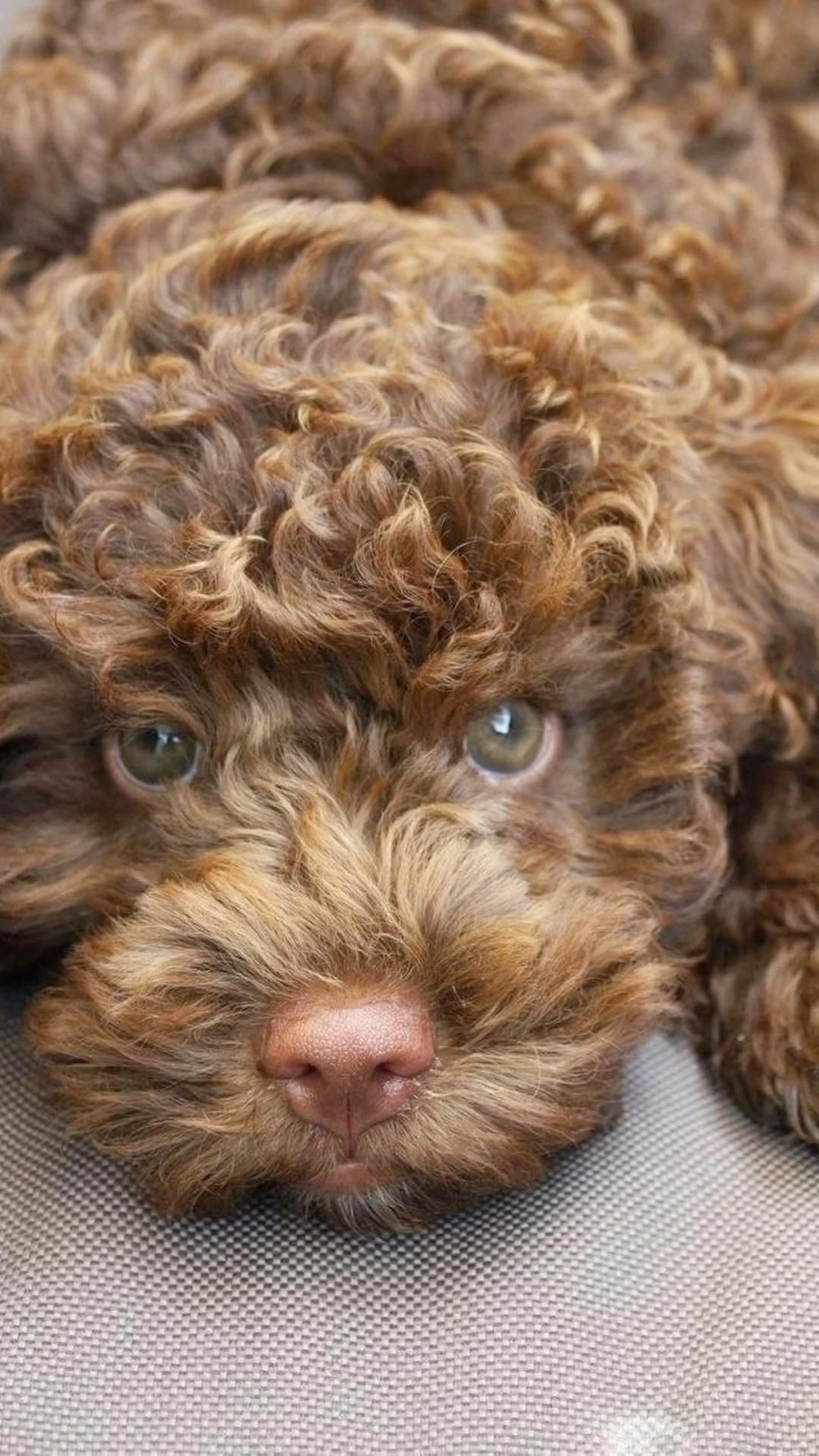 Lagotto Romagnolo curly coat texture