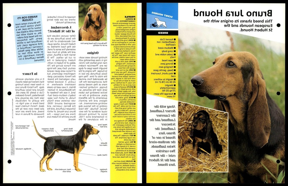 Jura-type scent hound standing outdoors