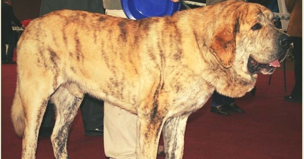 Large dog resting calmly on the ground