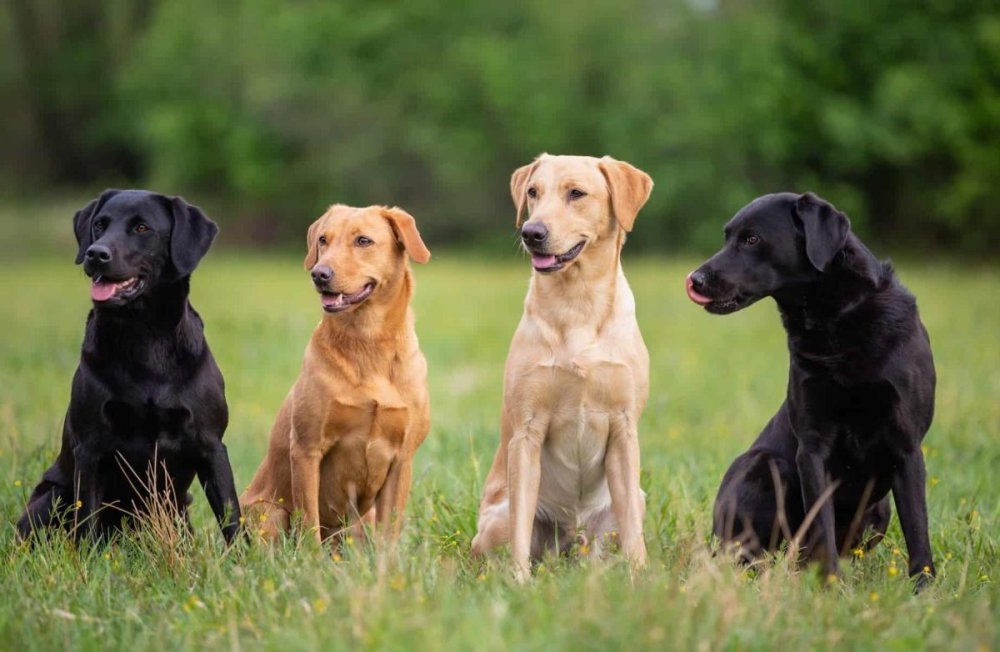 Retriever resting with attentive expression