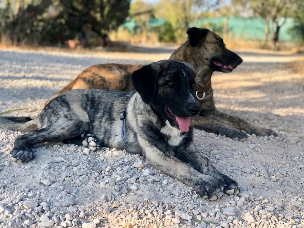Rafeiro do Alentejo standing outdoors