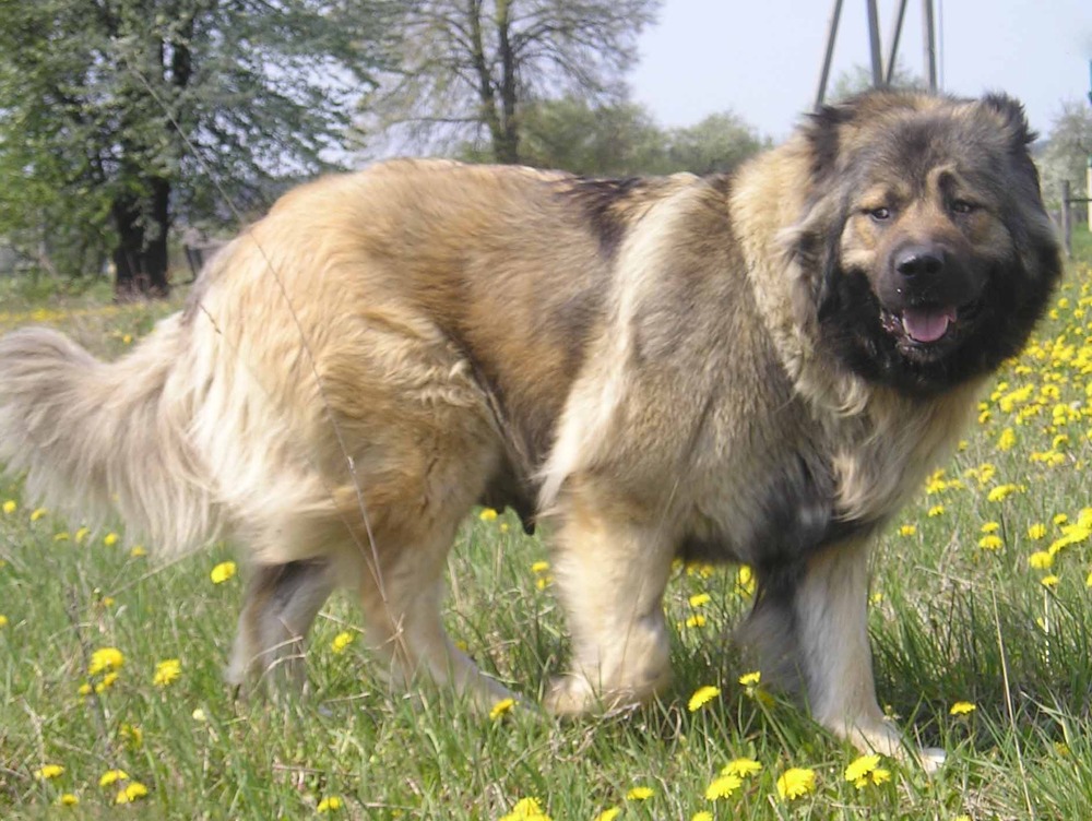 Caucasian Shepherd Dog sitting calmly outdoors
