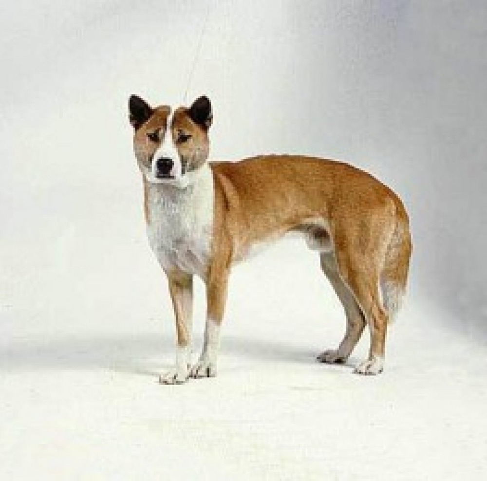 Close view of a New Guinea singing dog face