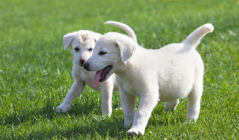 Akbash walking on a lead outdoors
