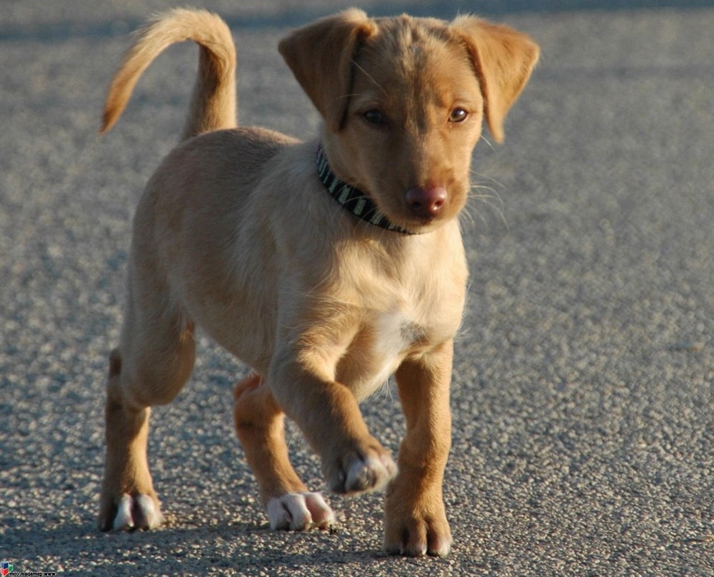 Podenco Andaluz moving at speed in open space