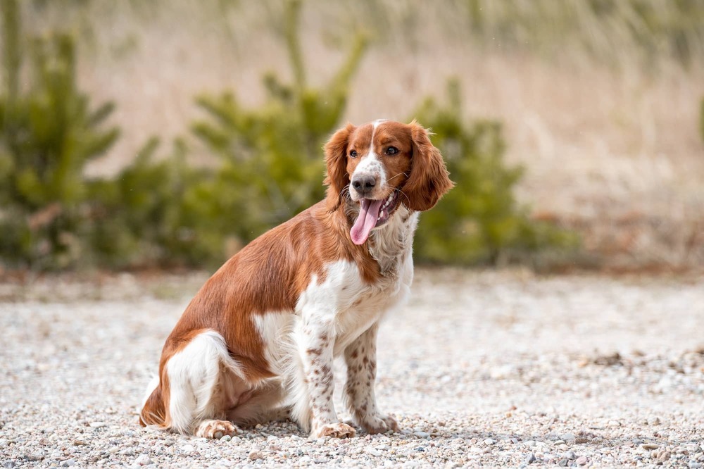 Welsh Springer Spaniel outdoors looking alert