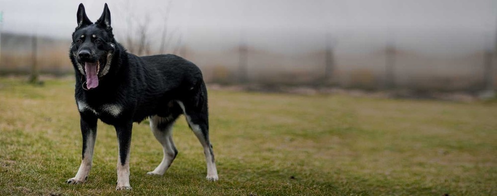 East European Shepherd looking attentive in profile