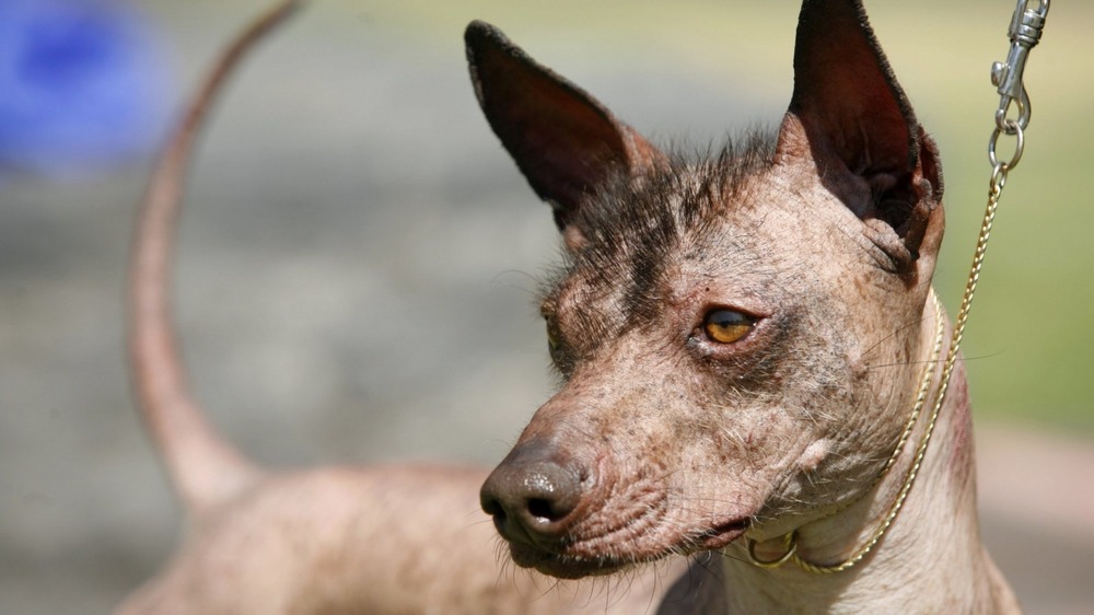Hairless Xoloitzcuintli standing outdoors