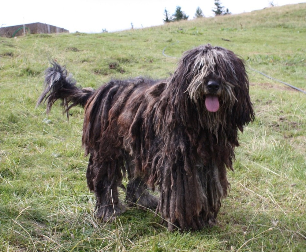 Sardinian Shepherd Dog standing side-on