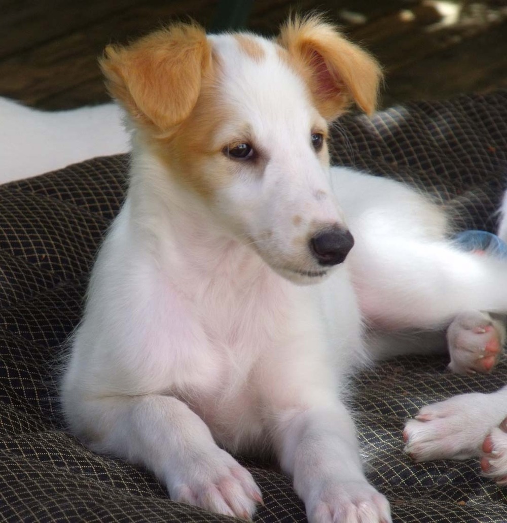 Borzoi standing in a grassy area