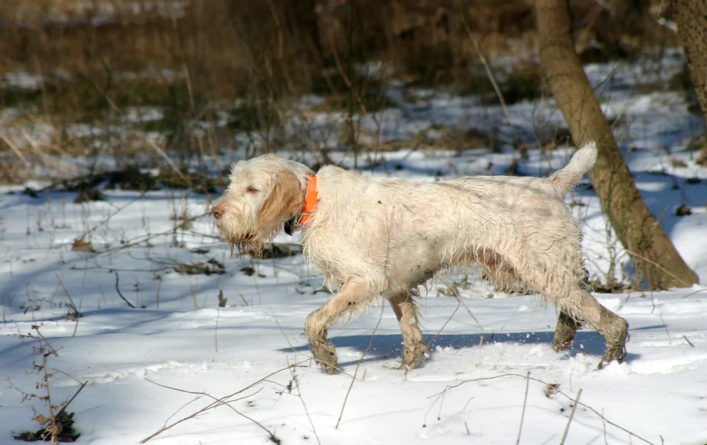 Spinone Italiano sitting attentively