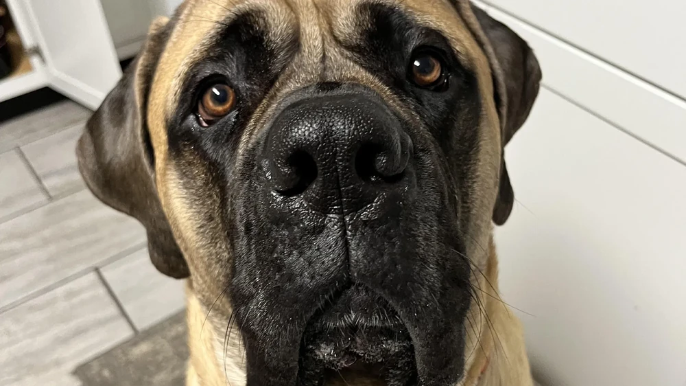 Mastiff sitting calmly in a garden
