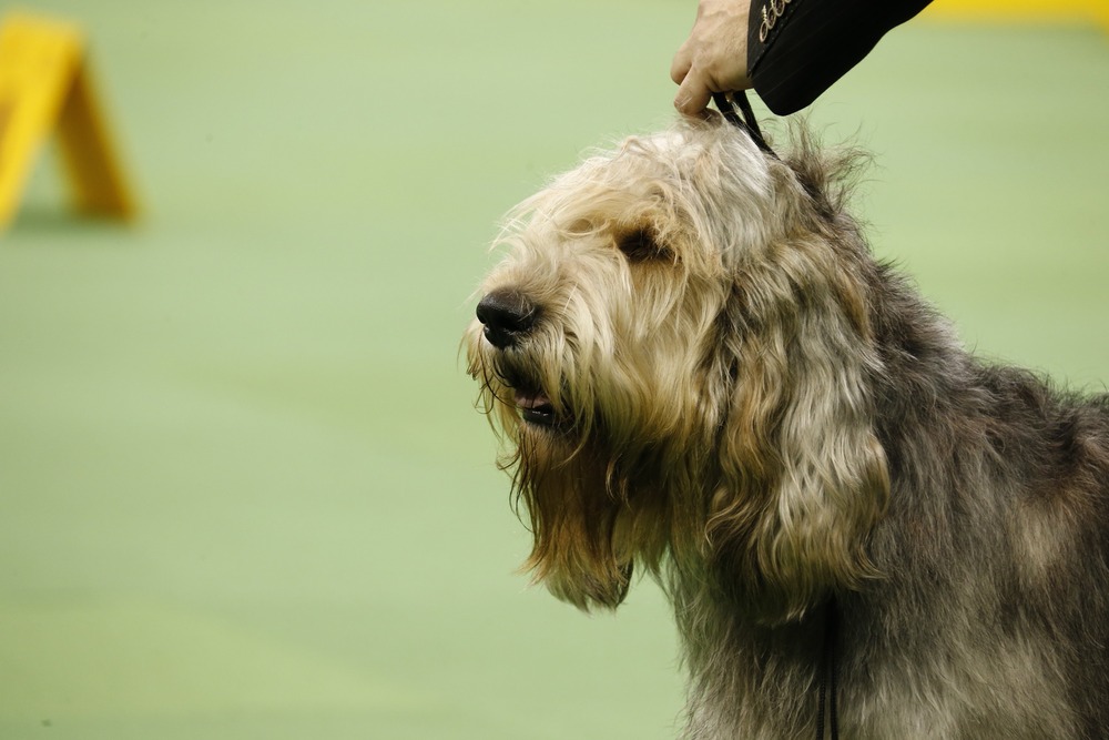Otterhound sitting and looking attentive