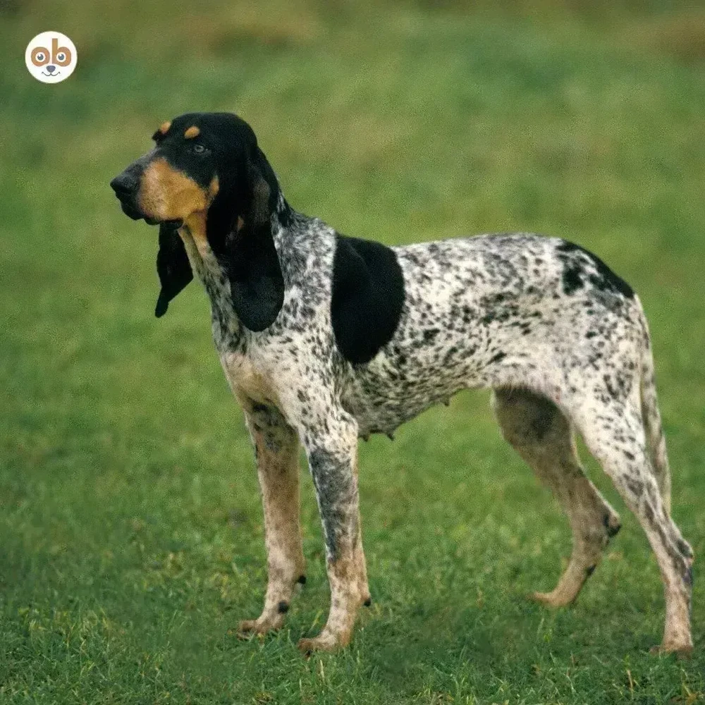 Gascon Saintongeois head and shoulders