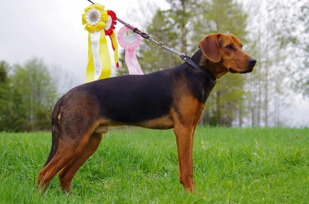 Schillerstovare coat close-up